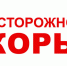Постановление №1 от 09.01.2026 О проведении дополнительной подчищающей иммунизации против кори населения Хабаровского края - Бикинский район
